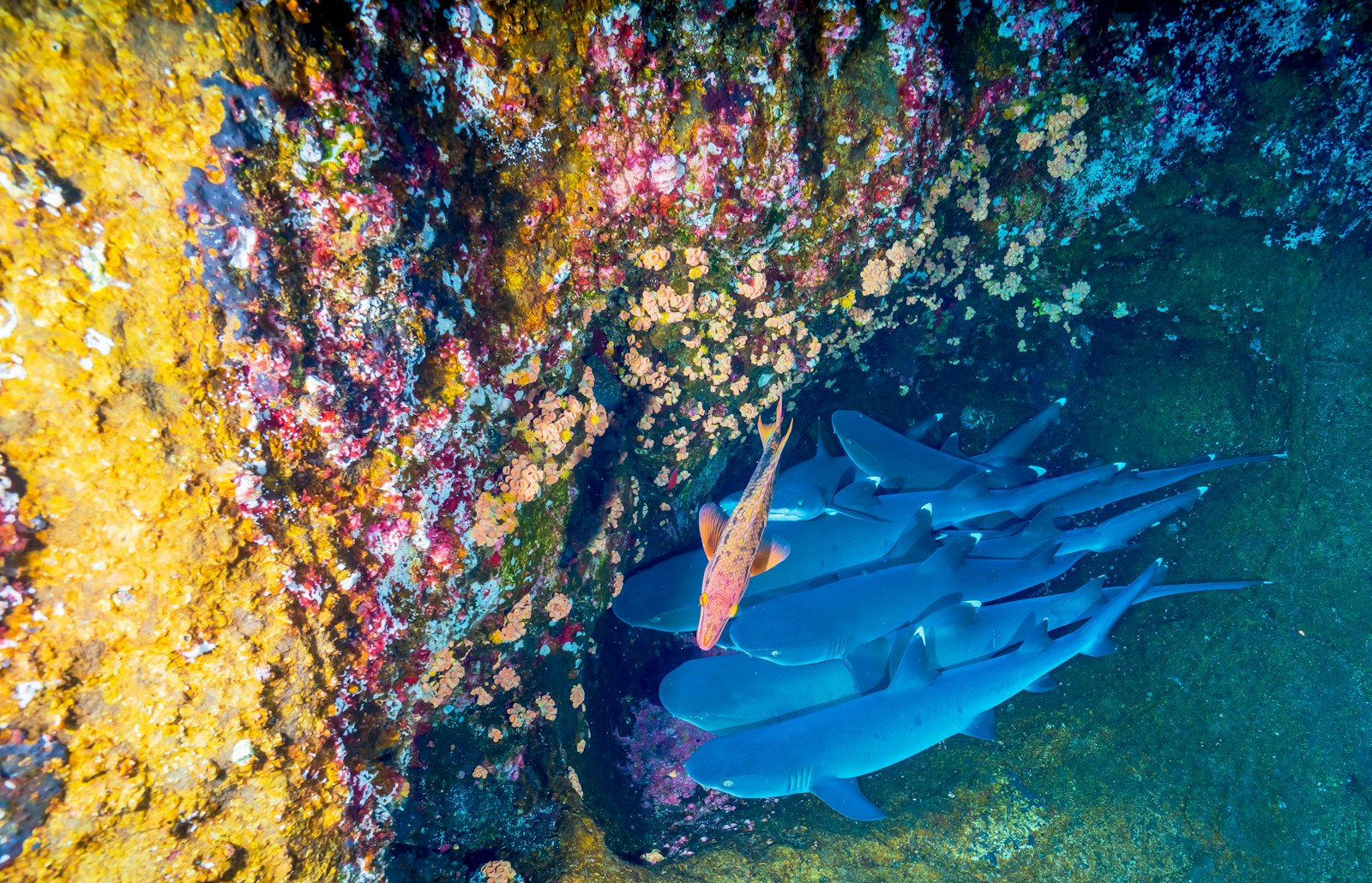 Scuba certification (PADI / SSI) — Palmilla concierge